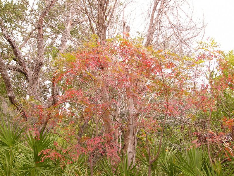 Design Ideas For A Native Sumac Garden