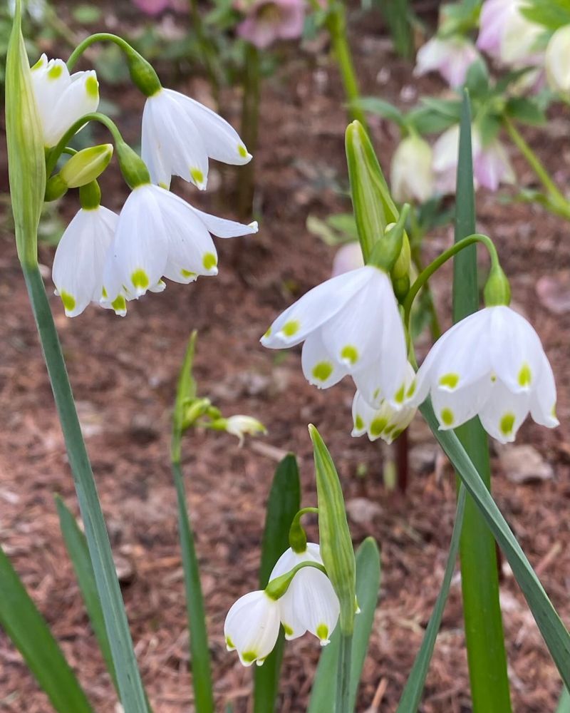 Despite Its Name, Summer Snowflake Blooms In Spring Despite Its Name, Summer Snowflake Blooms In Spring