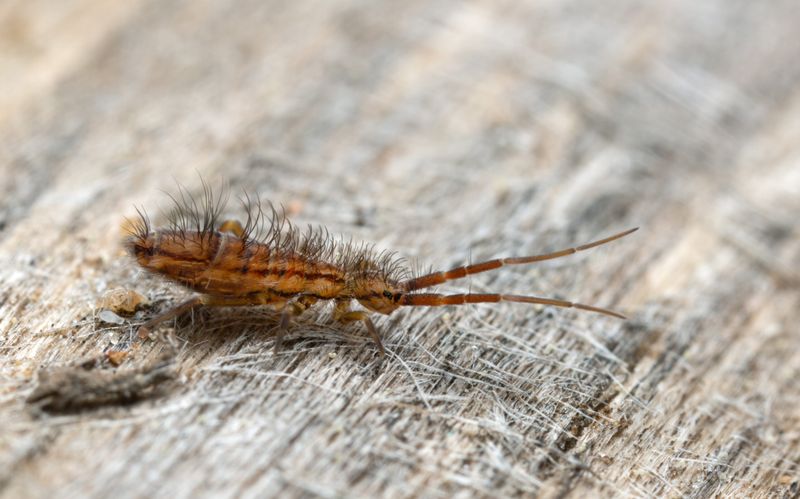 Despite Their Numbers, Springtails Do Not Damage Homes Despite Their Numbers, Springtails Do Not Damage Homes