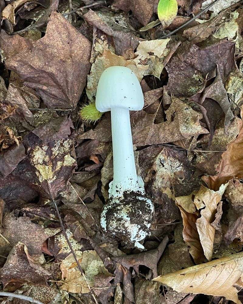 Destroying Angel (Amanita Bisporigera) Destroying Angel (Amanita Bisporigera)
