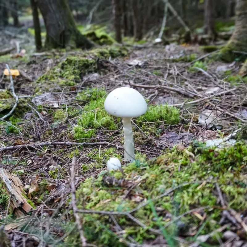 Destroying Angel