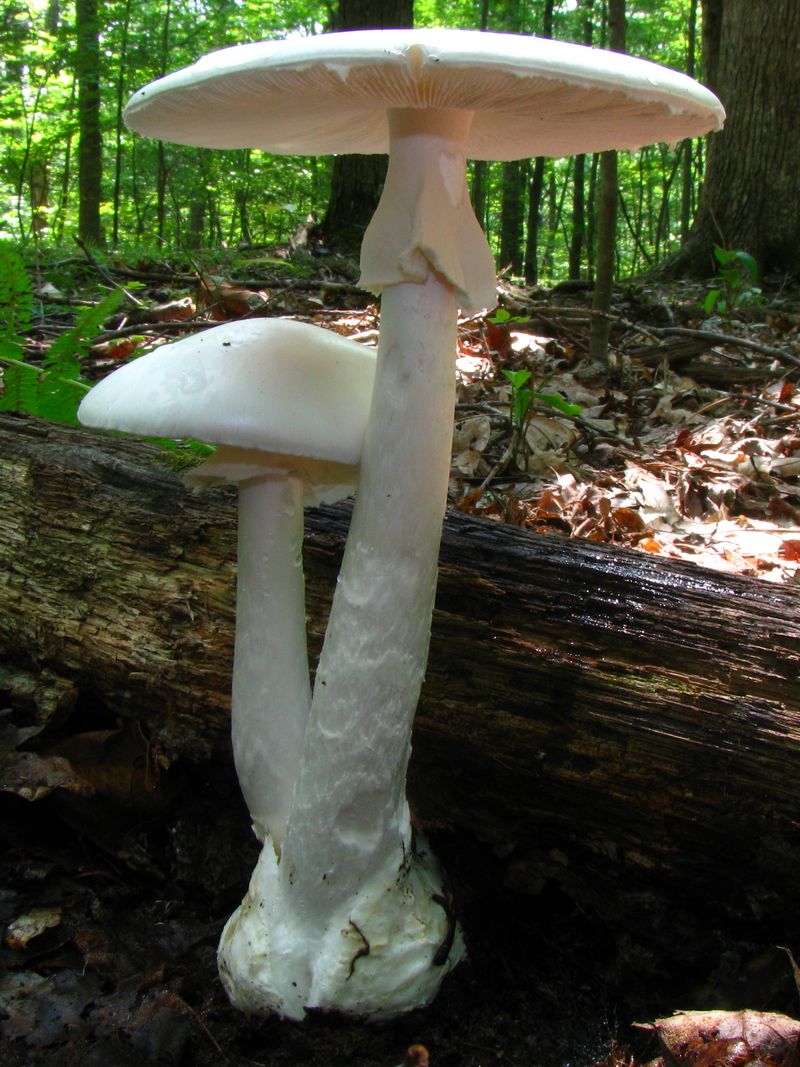 Destroying Angels Are White And Highly Toxic Destroying Angels Are White And Highly Toxic