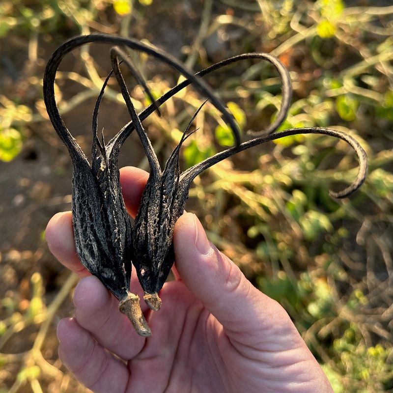 Devil's Claw Grows Creepy Hooked Pods