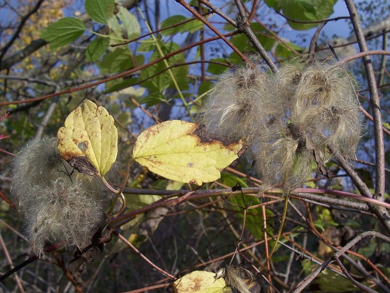 Devil’s Darning Needles Spin Wild, Wispy Seed Heads Devil’s Darning Needles Spin Wild, Wispy Seed Heads