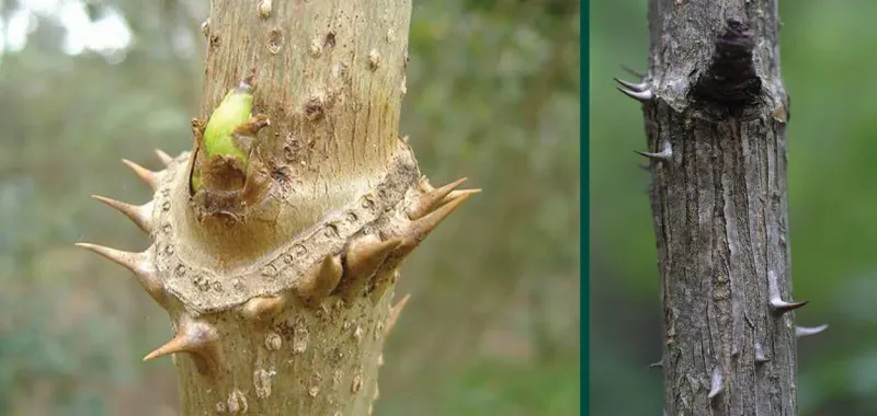 Devil’s Walking Stick Earns Its Name With Sharp Prickles Devil’s Walking Stick Earns Its Name With Sharp Prickles