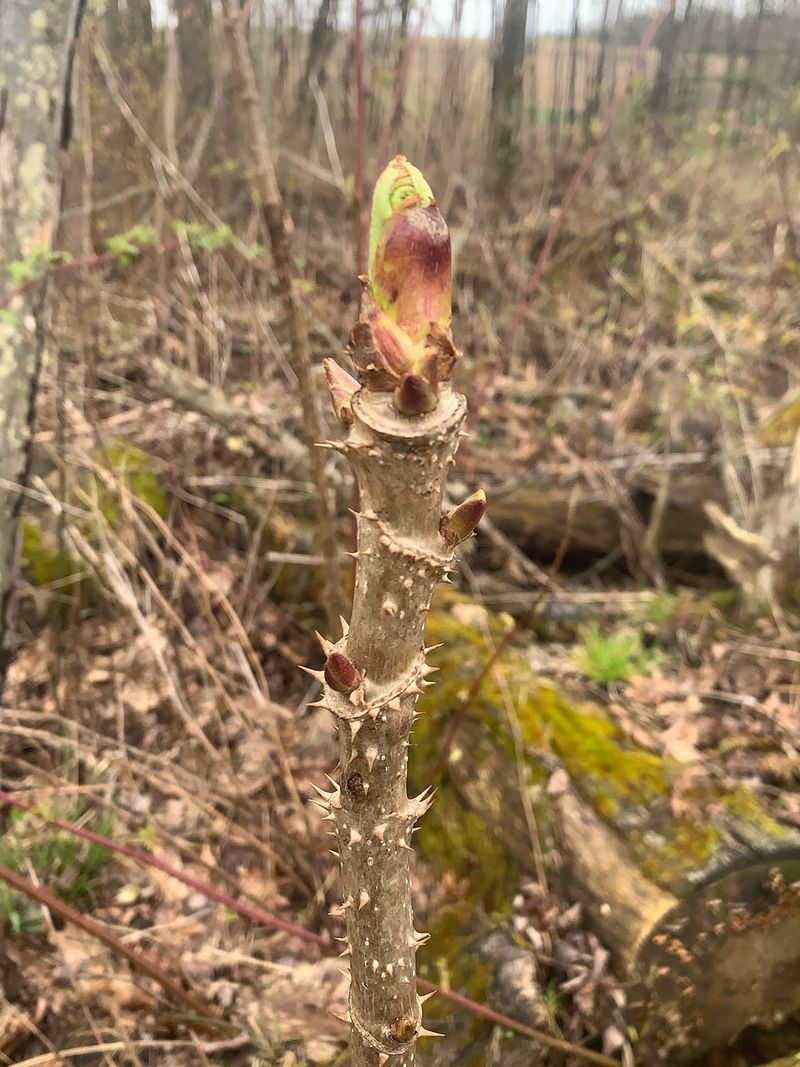 Devil's Walking Stick Is Covered In Sharp Spines