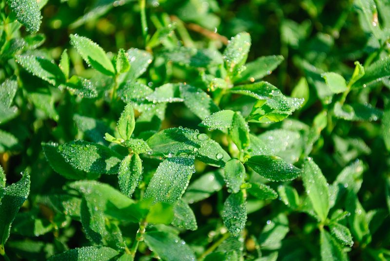 Dew And Cool Nights Add Some Moisture