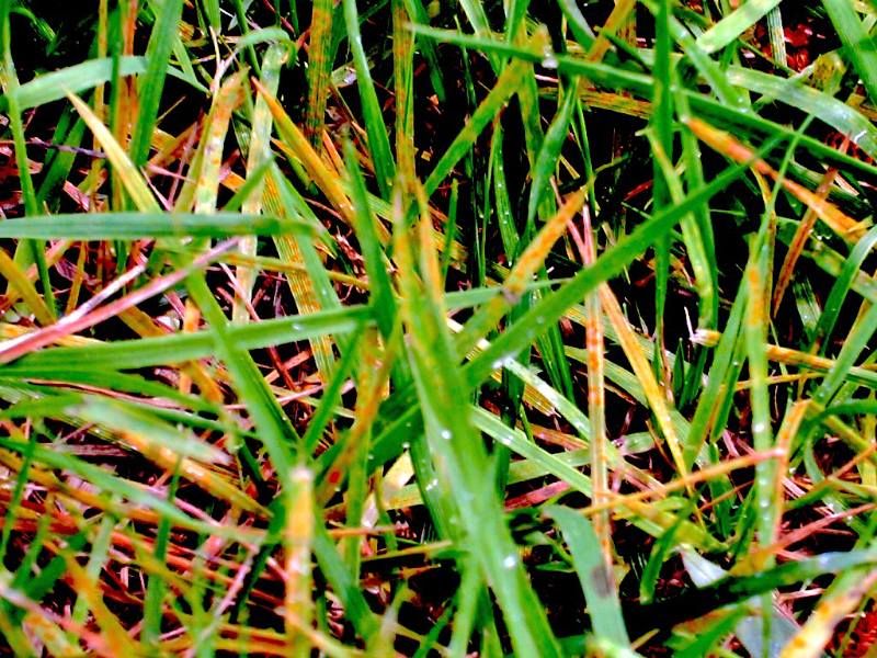 Dew Can Carry Sugars That Feed Fungi