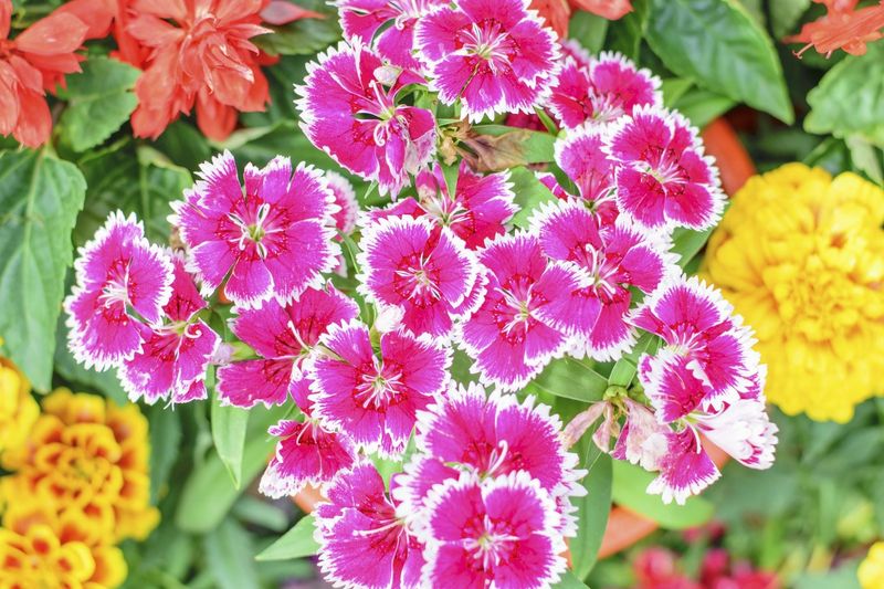 Dianthus Adds Spicy Fragrance Dianthus Adds Spicy Fragrance
