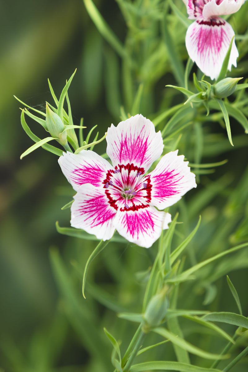 Dianthus Brings Ruffled Color And Grit