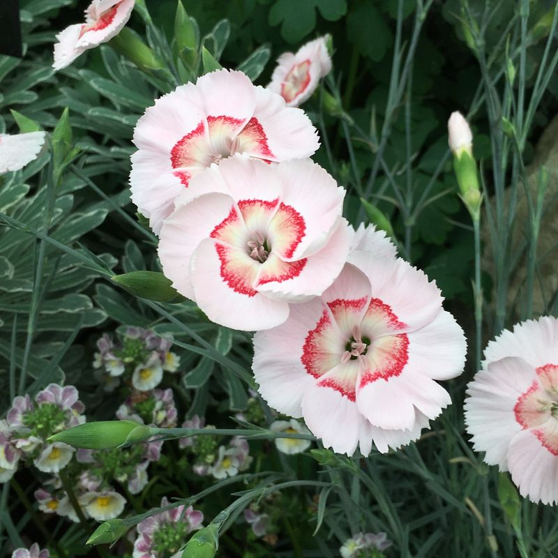 Dianthus Keeps Flowering Through Mild Winter Stretches