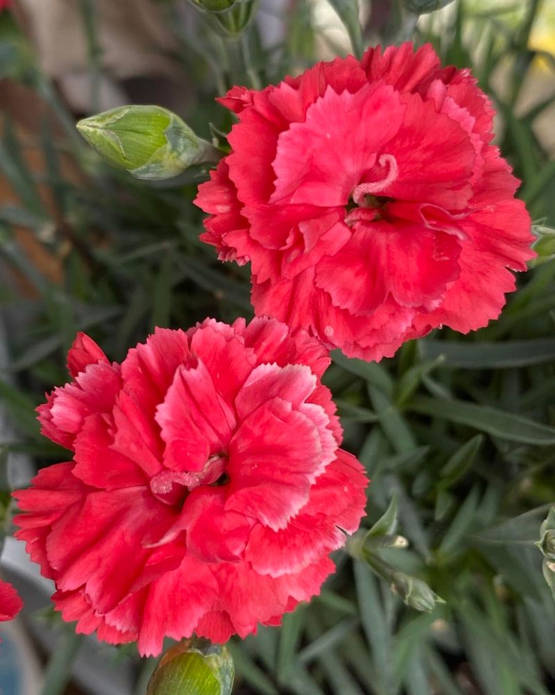 Dianthus Smells As Sweet As It Looks