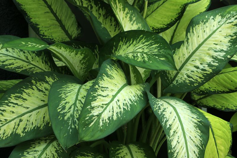 Dieffenbachia Can Cause Painful Swelling Dieffenbachia Can Cause Painful Swelling
