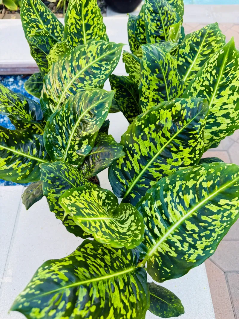 Dieffenbachia