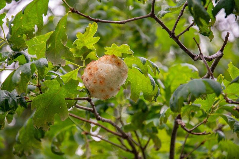 Different Gall Wasps Produce Different Shapes And Textures Different Gall Wasps Produce Different Shapes And Textures