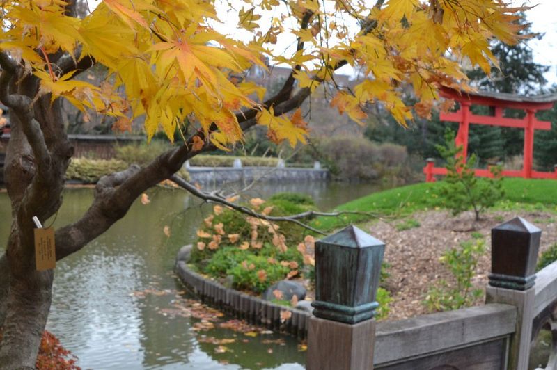 Different Tree Collections Mean Different Timing
