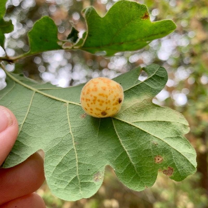 Different Wasp Species Produce Different Shapes On Oaks Different Wasp Species Produce Different Shapes On Oaks
