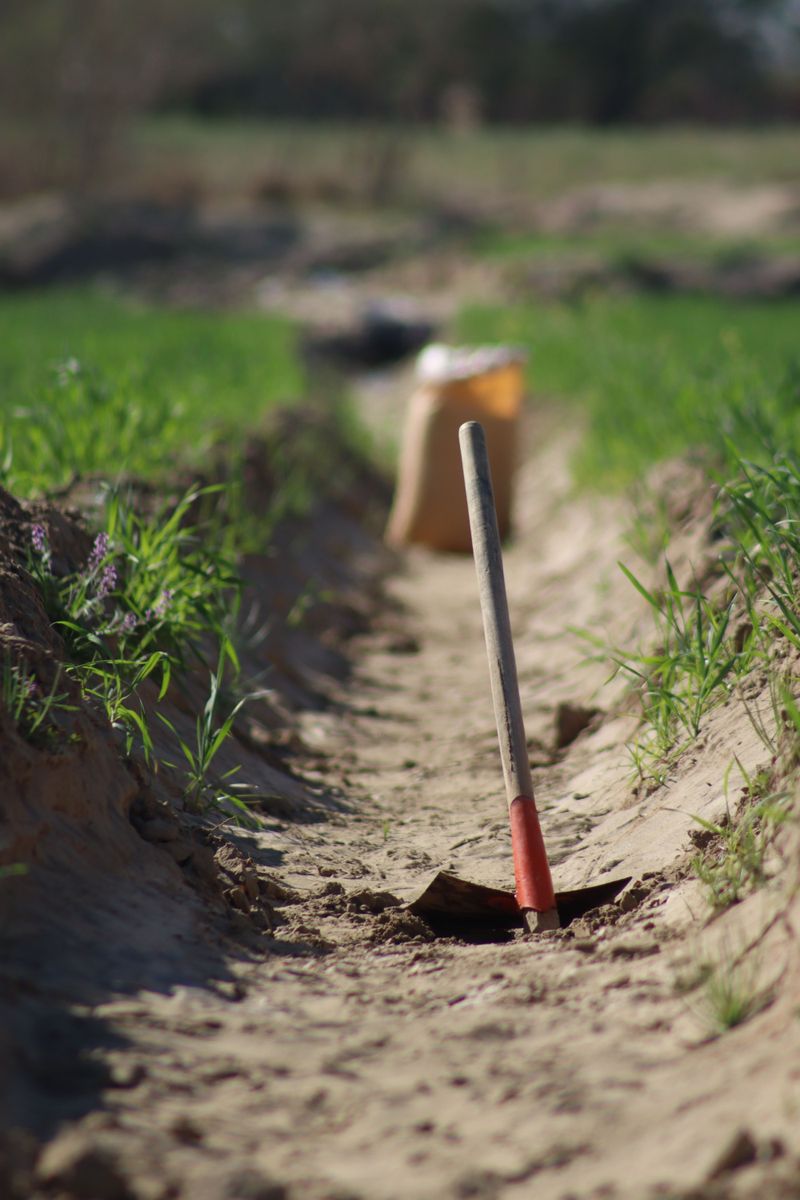 Dig A Shallow Trench Close To The Vine
