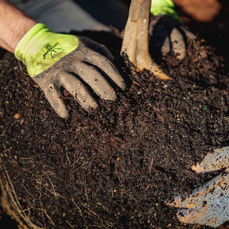 Dig A Wide Shallow Hole And Skip The Fancy Soil Dig A Wide Shallow Hole And Skip The Fancy Soil