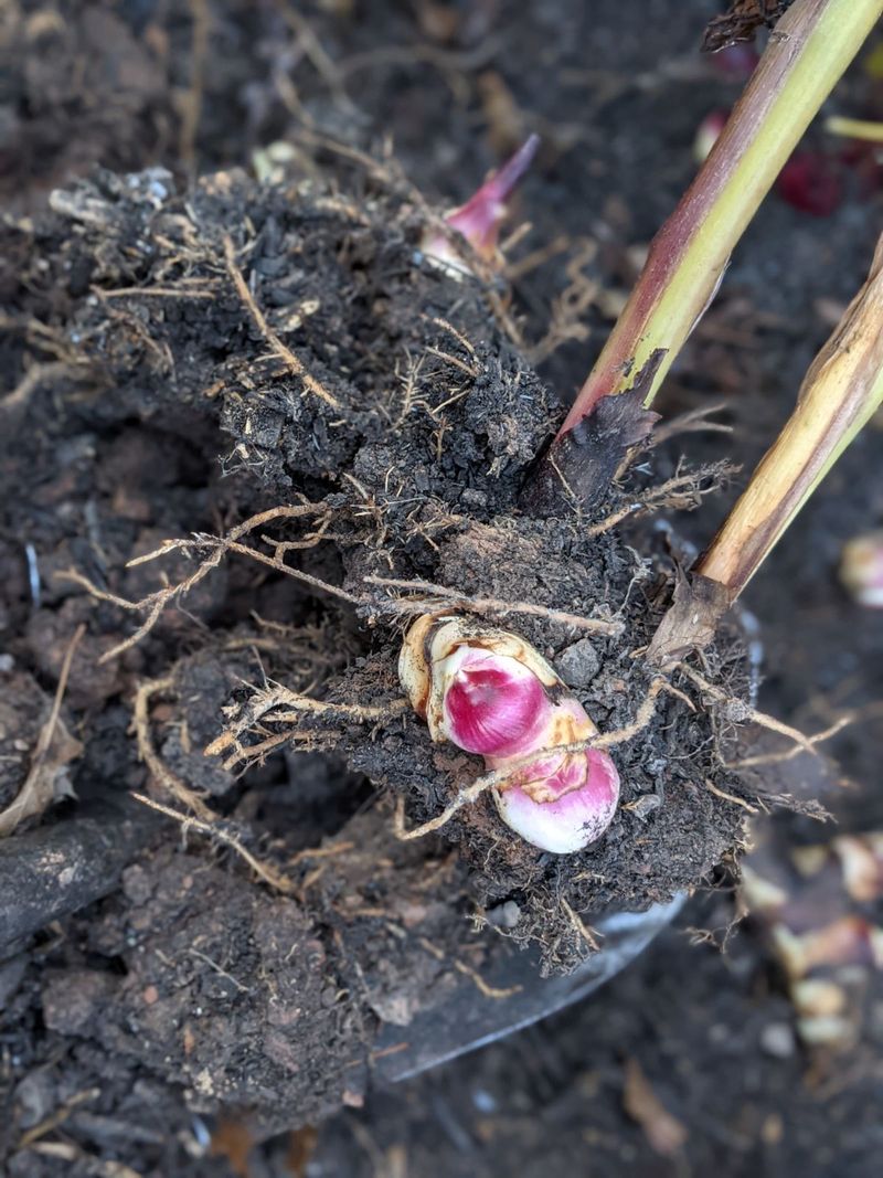 Dig After Frost Blackens The Leaves