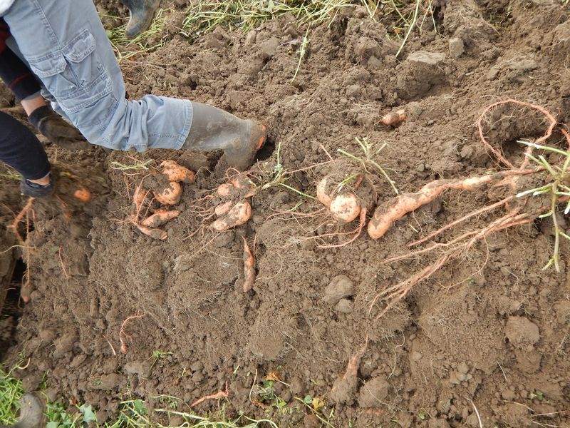 Dig After The Soil Dries A Little