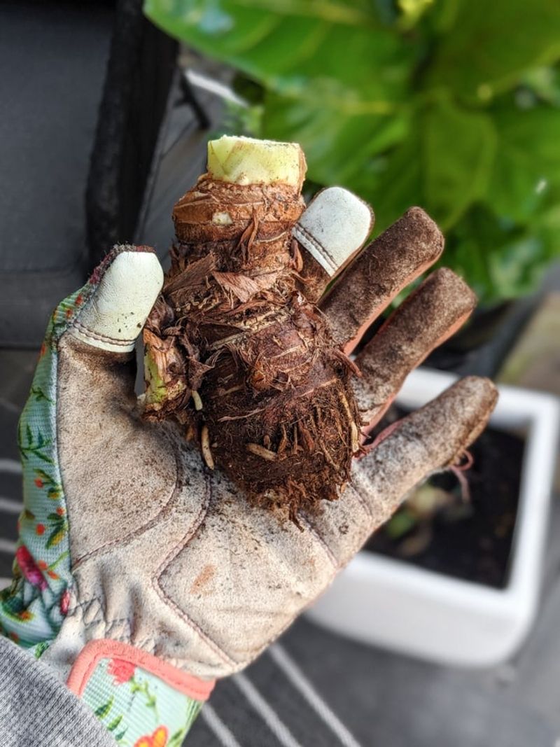 Dig And Store Corms In Colder Areas