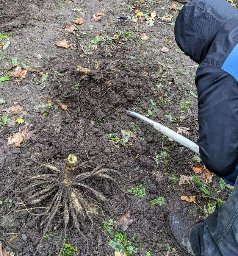 Dig By Early November If Frost Holds Off