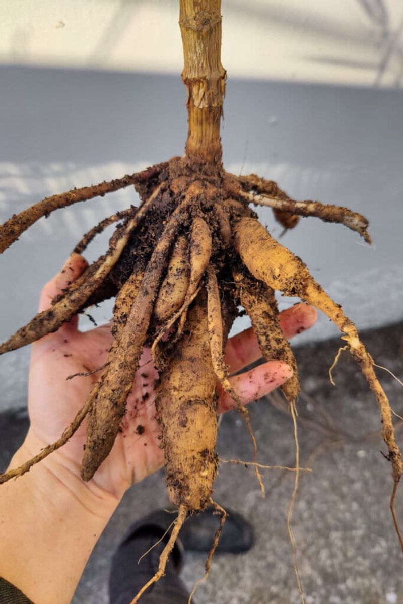 Dig Carefully To Avoid Breaking Tubers