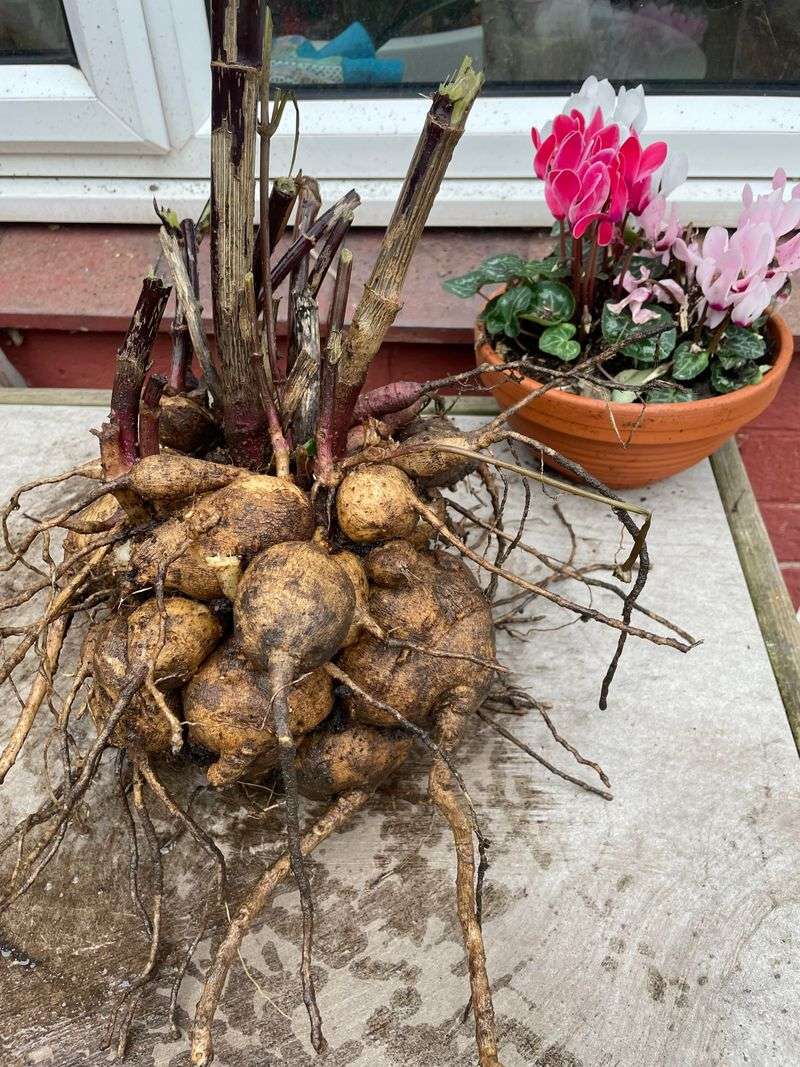 Dig Carefully To Keep The Tuber Clump Intact Dig Carefully To Keep The Tuber Clump Intact