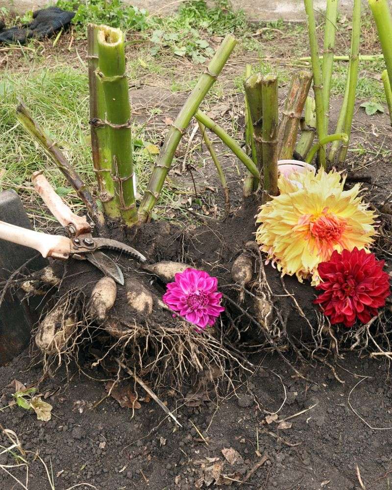 Dig Dahlias, Caladiums, And Other Tender Bulbs
