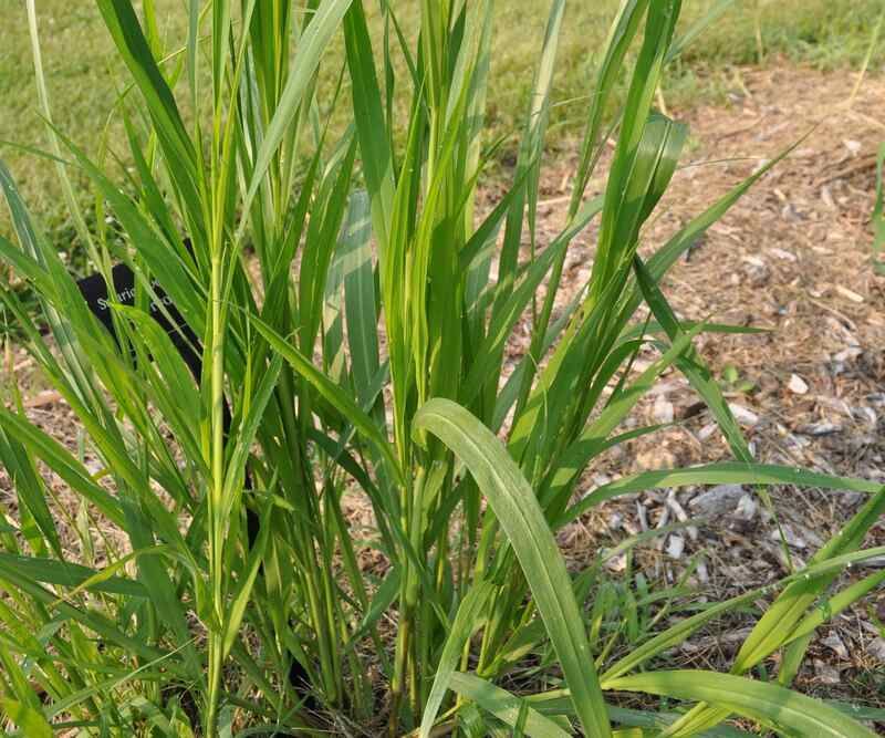 Dig Deep Before Plants Reach Five Leaves