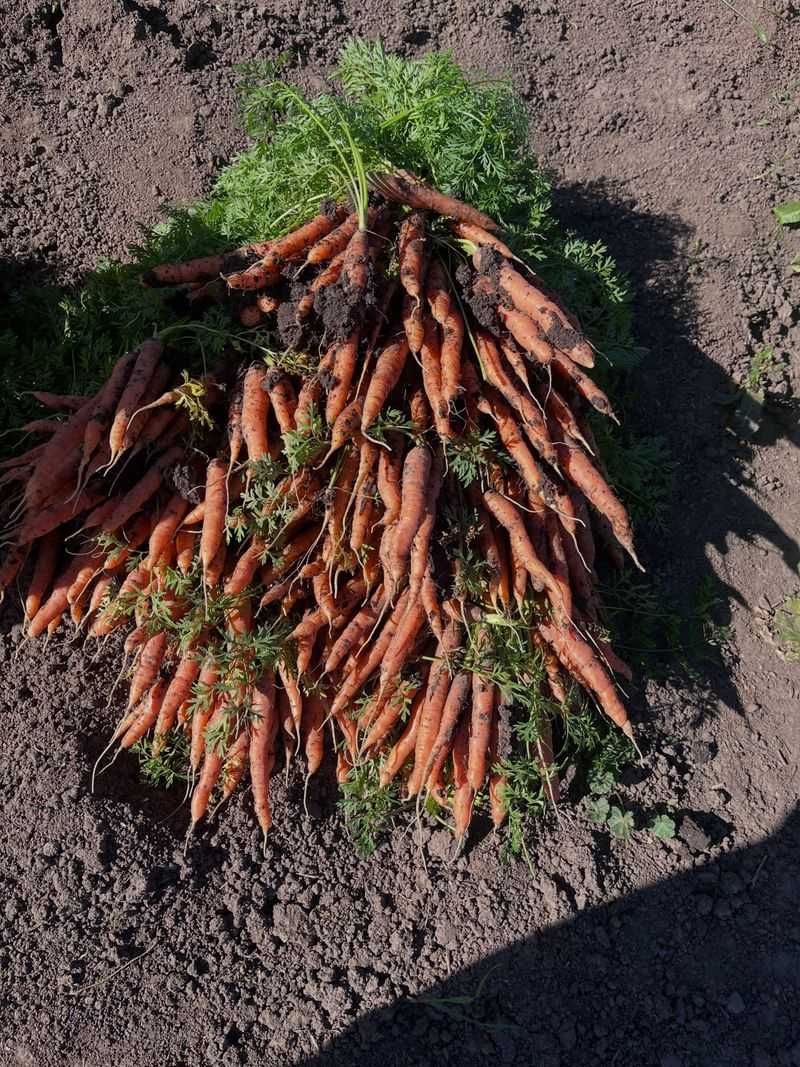 Dig Mature Root Crops Before The Soil Turns To Mud
