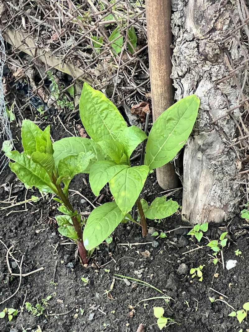 Dig Out The Taproot While Plants Are Small Dig Out The Taproot While Plants Are Small