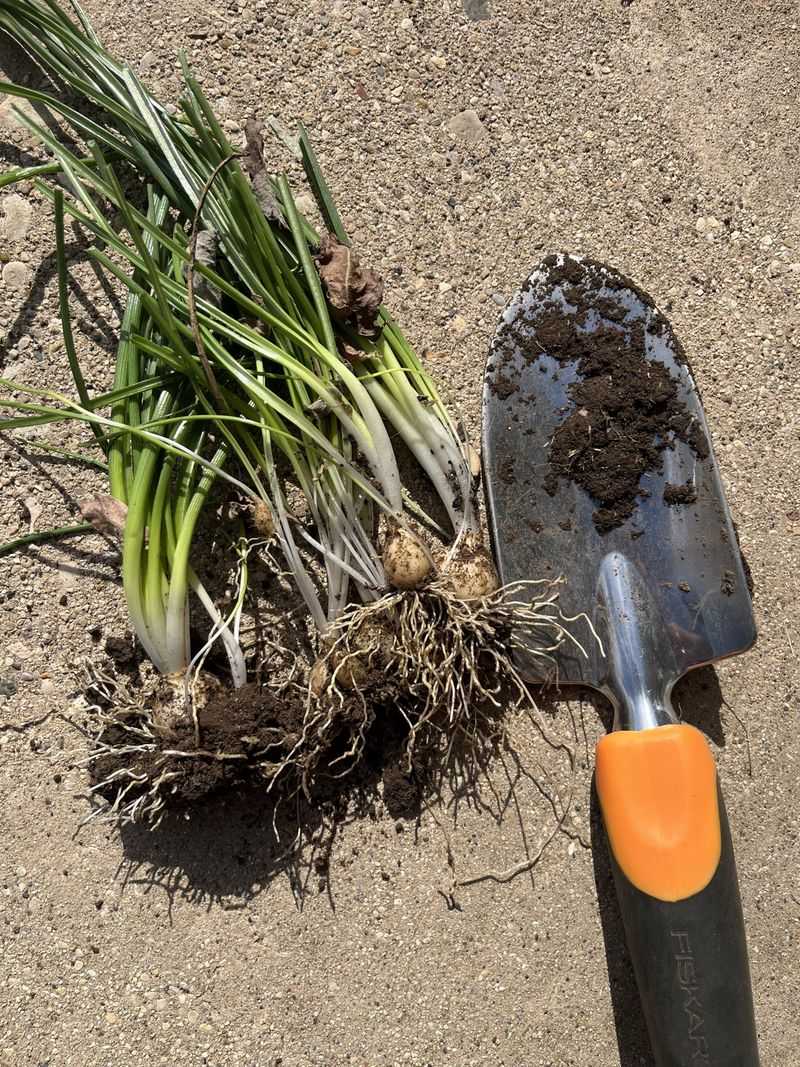 Dig Out Whole Bulbs And Keep Them Out Of Compost