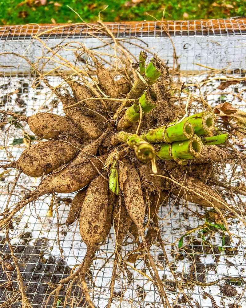 Dig Tender Bulbs And Tubers Before The Ground Freezes Dig Tender Bulbs And Tubers Before The Ground Freezes