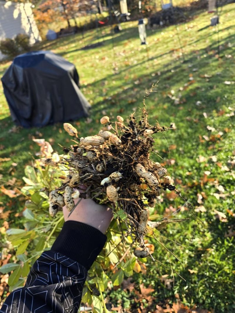 Dig Them Up Before The First Frost
