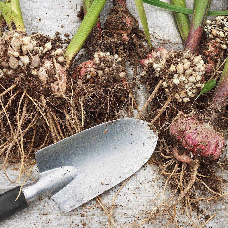 Dig Up And Store Summer Bulbs For Next Year