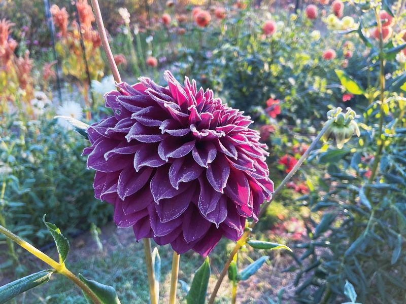 Dig Up Dahlias And Other Tender Bulbs Dig Up Dahlias And Other Tender Bulbs