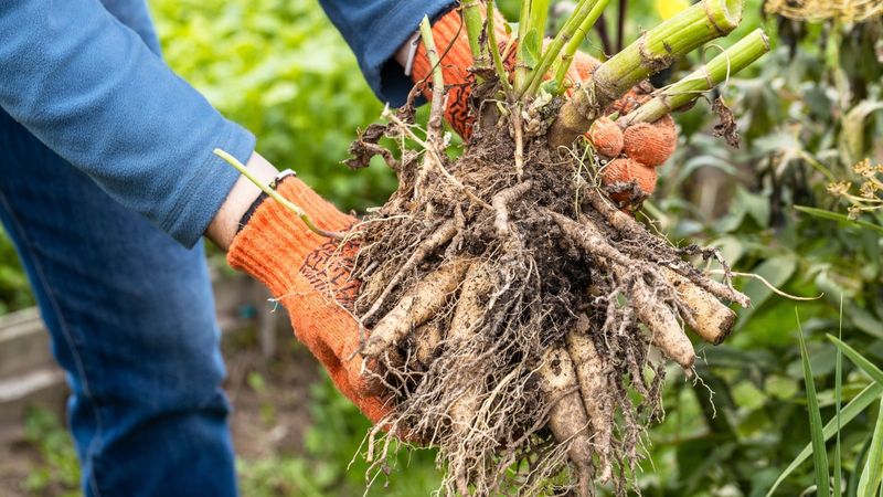 Dig Up Dahlias, Cannas, And Elephant Ears