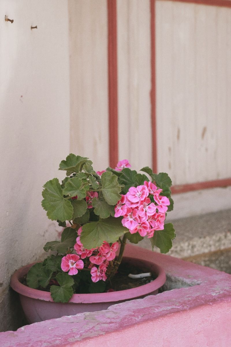 Dig Up Garden Plants And Pot Them Up