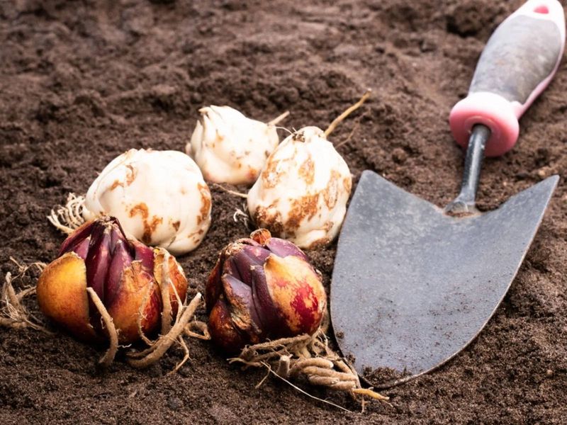 Dig Up Tender Bulbs Before Winter Dig Up Tender Bulbs Before Winter