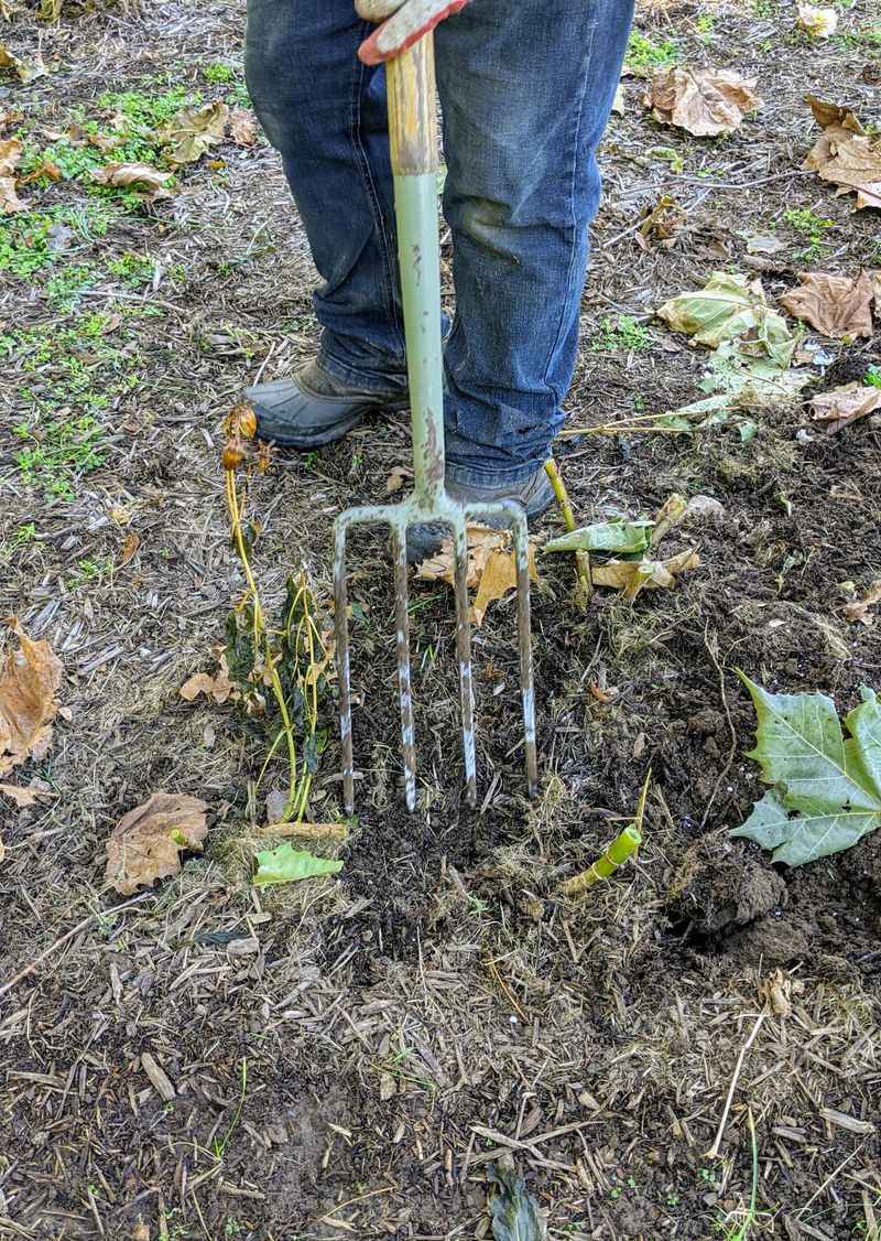 Dig Wide To Avoid Slicing Into Tubers Dig Wide To Avoid Slicing Into Tubers
