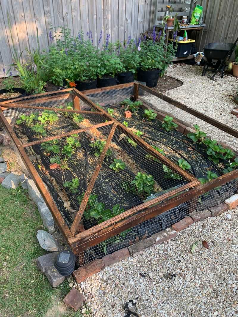 Digging Can Disturb Mulch And Plants
