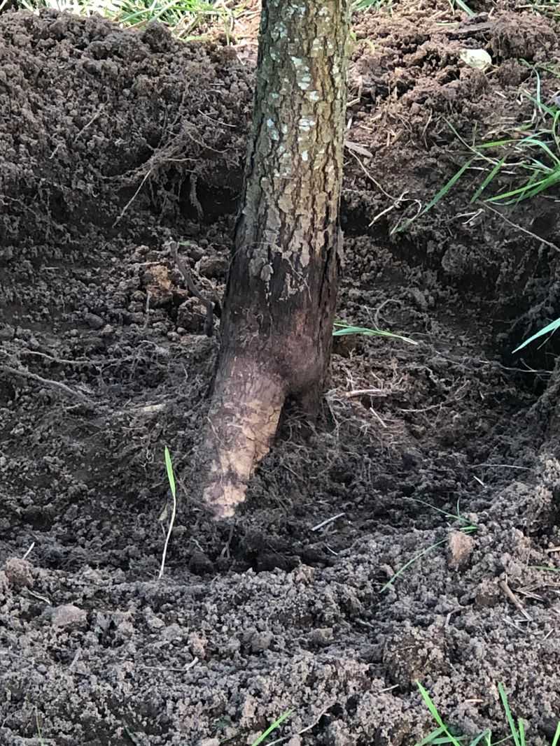 Digging Too Deep Can Cause Trouble For Newly Planted Trees