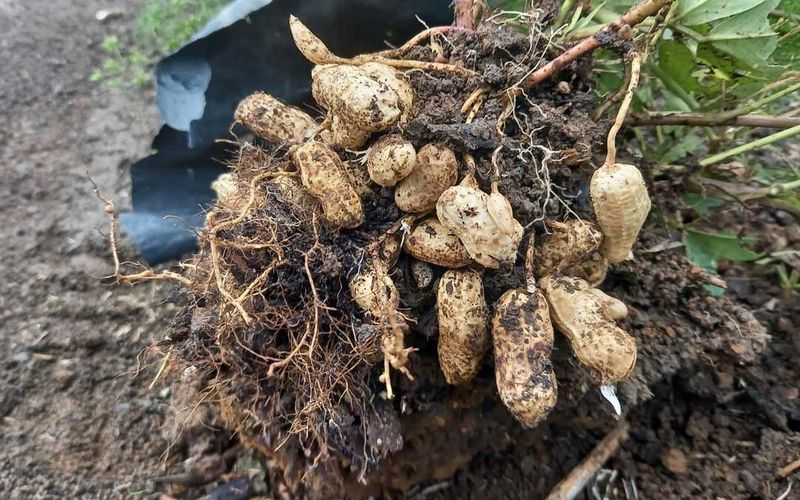 Digging and Curing Your Homegrown Peanuts Is the Sweet Payoff Digging and Curing Your Homegrown Peanuts Is the Sweet Payoff