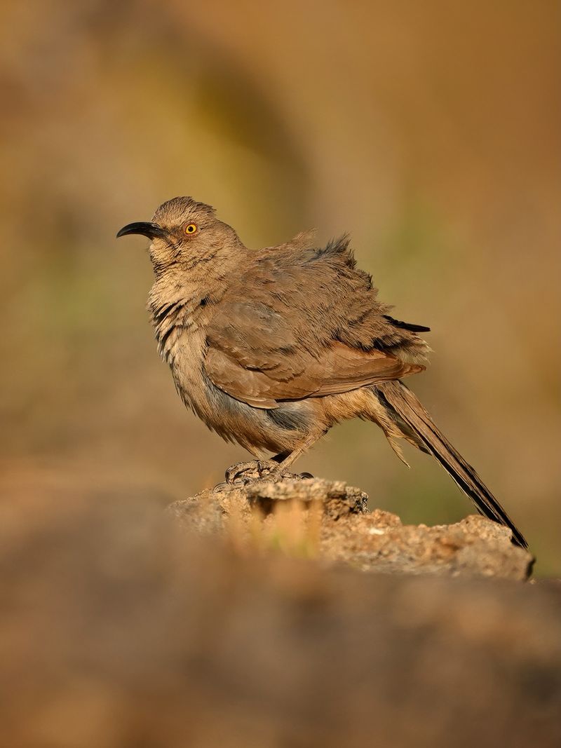 Digging is part of the thrasher’s foraging routine