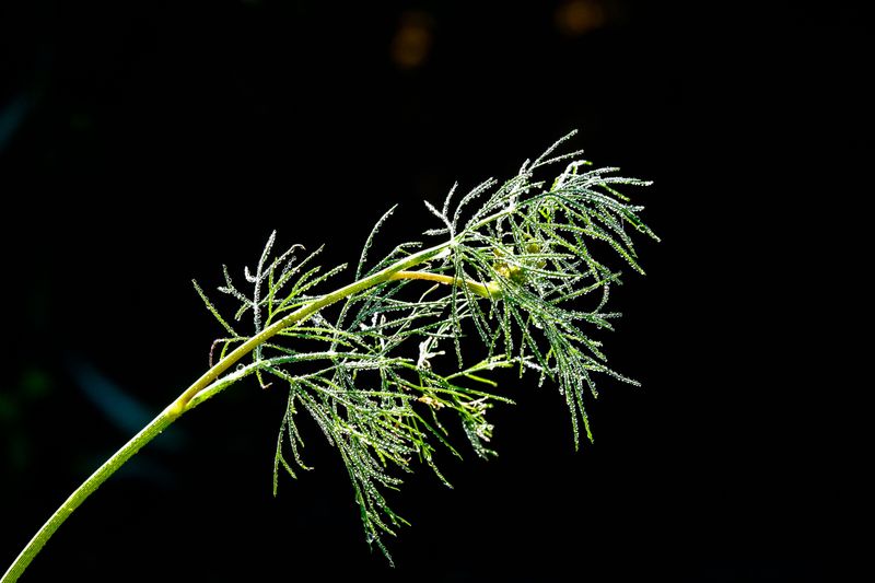 Dill Brings Feathery Charm To Cold Beds Dill Brings Feathery Charm To Cold Beds
