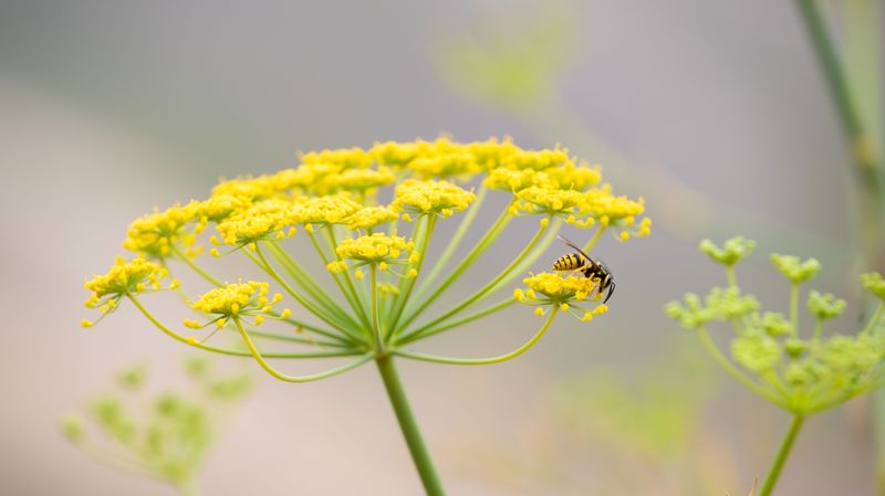 Dill Welcomes Pollinators And Helpful Predators Dill Welcomes Pollinators And Helpful Predators