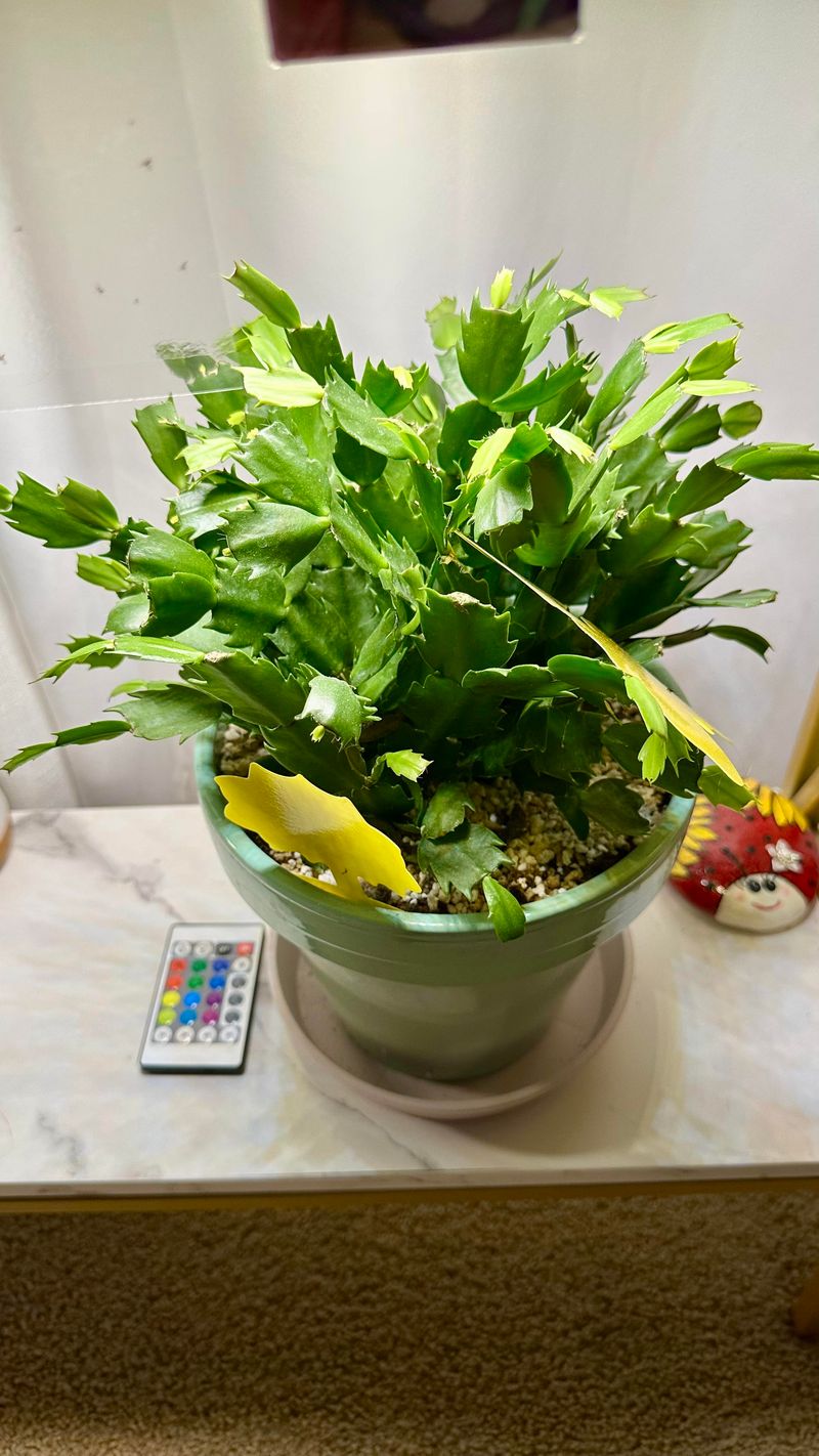 Dim Corners Leave The Stems Short On Energy