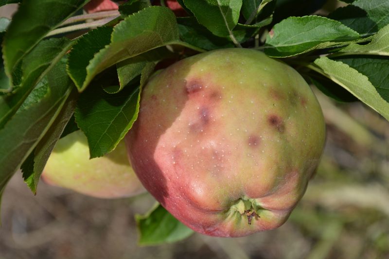 Dimples And Depressions On Apples